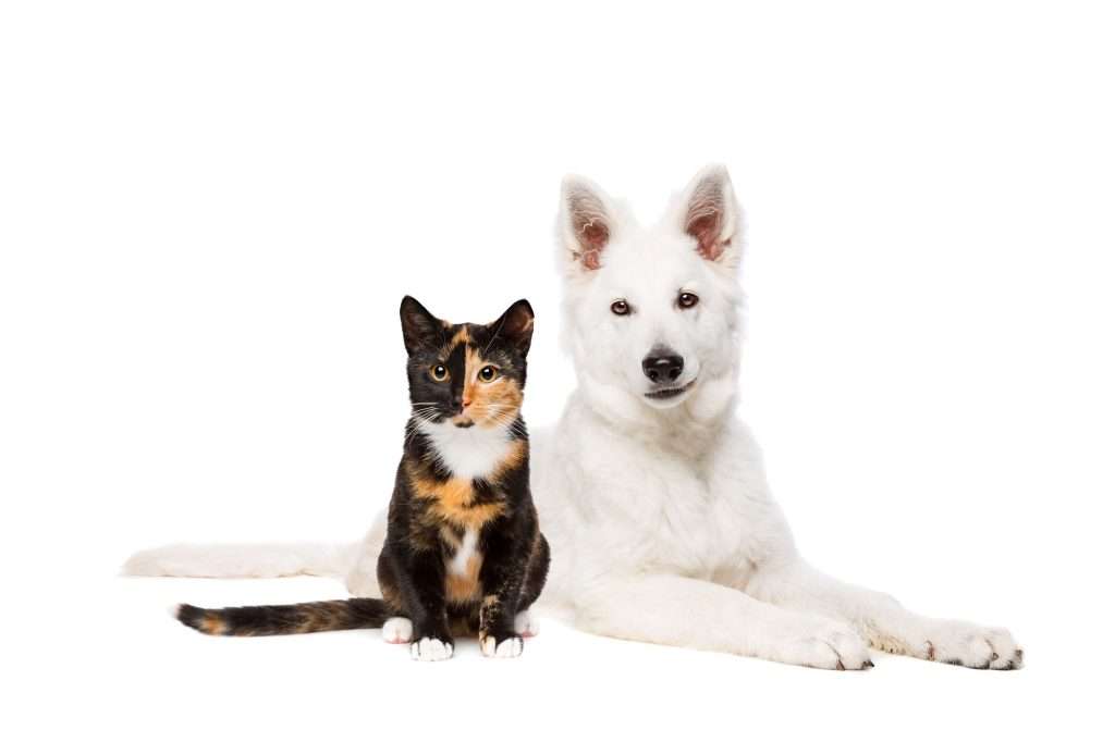 dog and cat